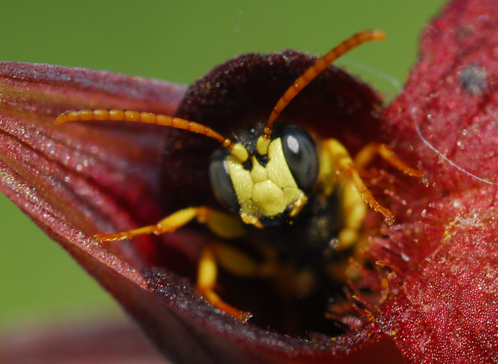 Nomada?